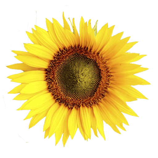 cropped-domaine-tournesol-favicon.png